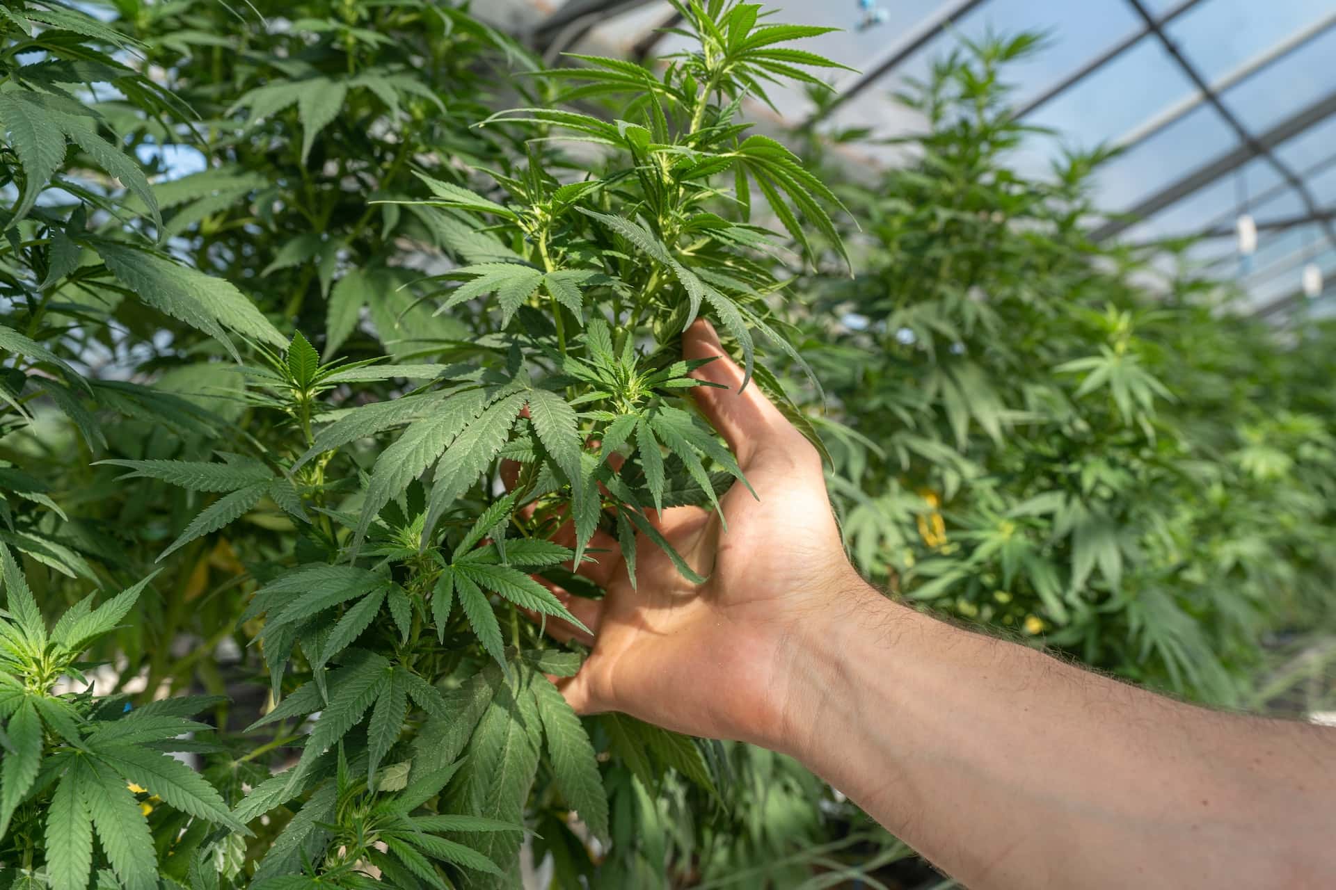Hand touching a cannabis plant growing in a greenhouse