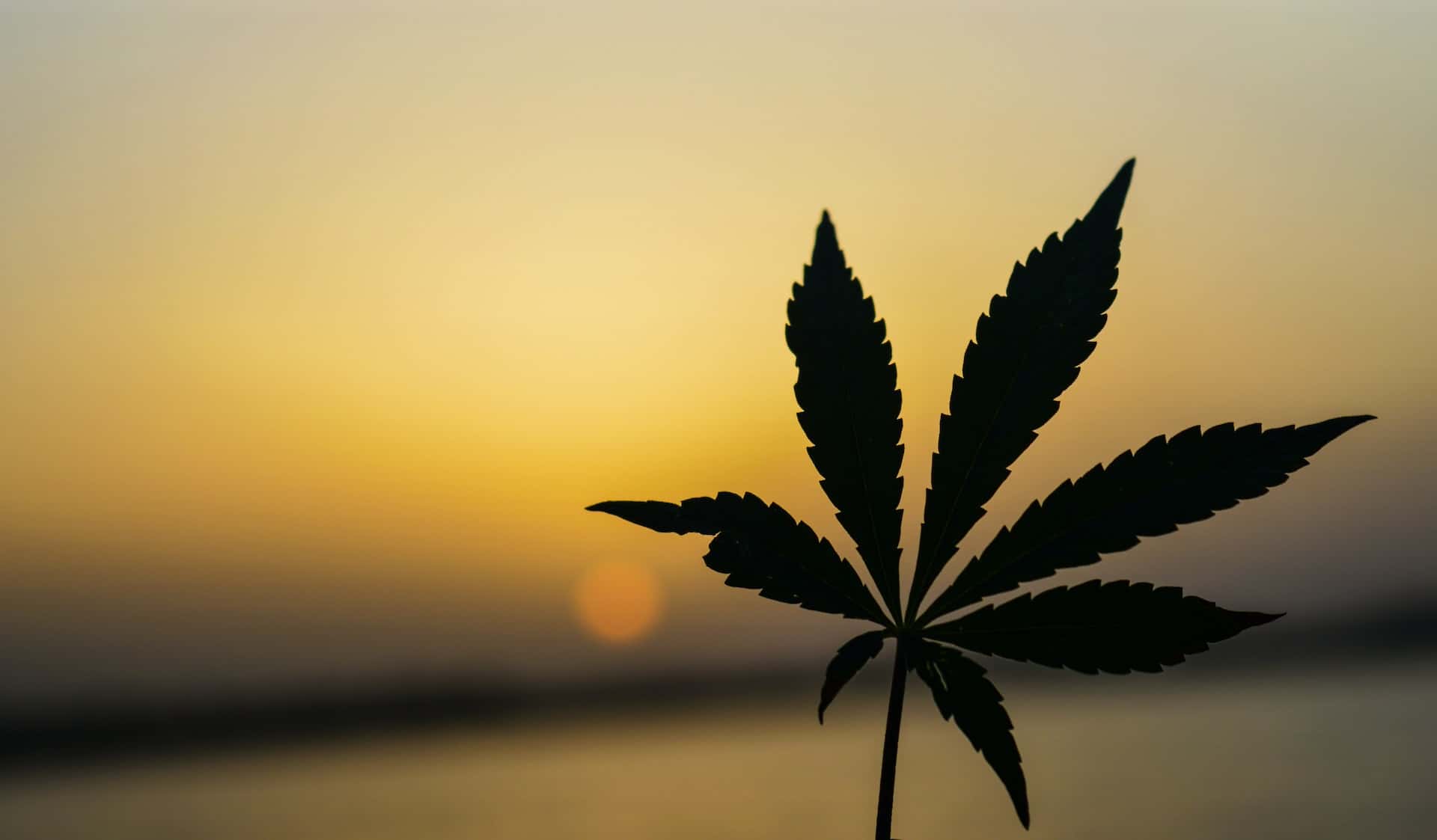 Silhouette of a cannabis leaf against an orange sunset sky