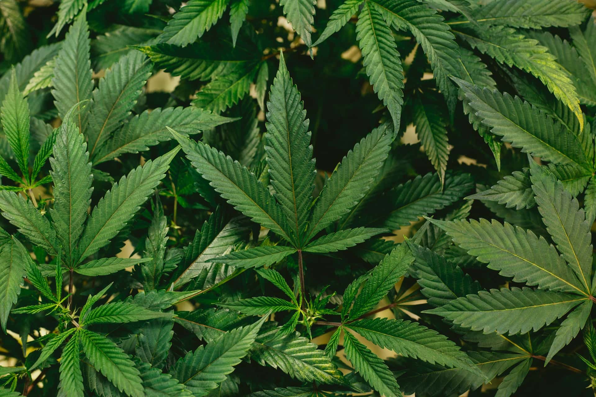 Close-up of green cannabis leaves