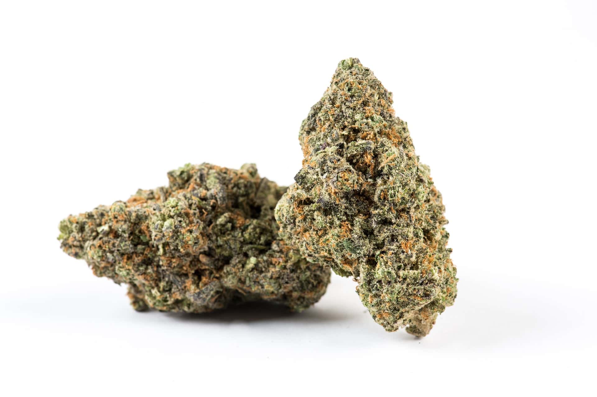 Two cannabis flower buds on a white background
